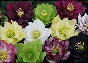 www.floristic.ru - . Helleborus  - 