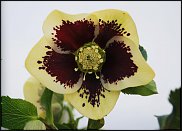 www.floristic.ru - . Helleborus  - 