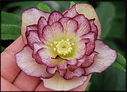 www.floristic.ru - . Helleborus  - 