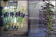 www.floristic.ru - .       , 