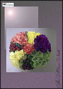 www.floristic.ru - .  