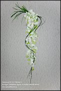 www.floristic.ru - .  - "    -2013"