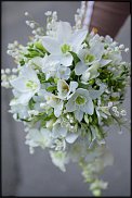 www.floristic.ru - .   (CONVALLARIA)