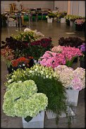 www.floristic.ru - .        11- 