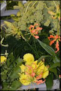 www.floristic.ru - .        11- 