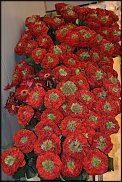 www.floristic.ru - .        11- 