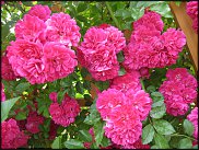 www.floristic.ru - Флористика. Фотографии вашего сада