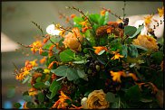 www.floristic.ru - .   .