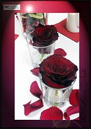 www.floristic.ru - .  