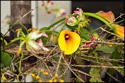 www.floristic.ru - .   Floral Revolution