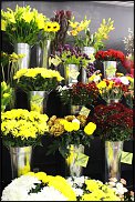 www.floristic.ru - . !!!!!