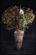 www.floristic.ru - .  .