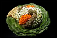 www.floristic.ru - . WEB      " WEB format"