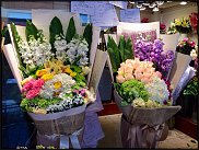 www.floristic.ru - .     .