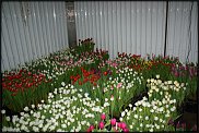 www.floristic.ru - Флористика. Тюльпаны к 8 марта оптом