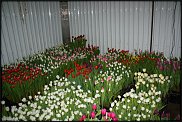 www.floristic.ru - .   8  