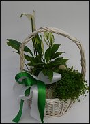 www.floristic.ru - . -  