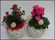 www.floristic.ru - . -  