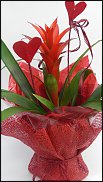 www.floristic.ru - . -  