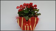 www.floristic.ru - . -  