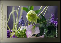 www.floristic.ru - .  