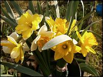 www.floristic.ru - . -Narcissus