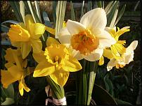 www.floristic.ru - . -Narcissus