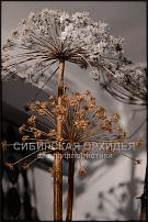 www.floristic.ru - .    