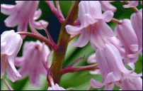 www.floristic.ru - . Hyacinthus - 