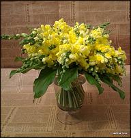 www.floristic.ru - . ́ (Antirrhínum)