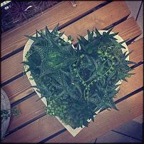 www.floristic.ru - Флористика. Суккуле́нты (Succulentus)