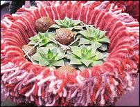 www.floristic.ru - .   