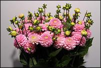 www.floristic.ru - .      