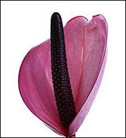 www.floristic.ru - .      