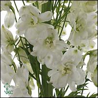 www.floristic.ru - .      