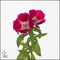 www.floristic.ru - .      