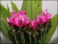 www.floristic.ru - .      