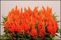 www.floristic.ru - .      