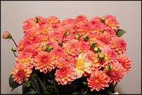 www.floristic.ru - .      