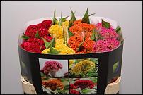 www.floristic.ru - .      