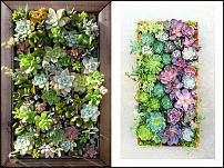 www.floristic.ru - . ́ (Succulentus)