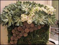 www.floristic.ru - . ́ (Succulentus)