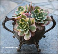 www.floristic.ru - . ́ (Succulentus)