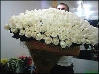 www.floristic.ru - . 101  60  70 ?