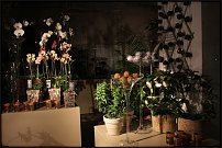 www.floristic.ru - Флористика. Практический семинар бельгийского флориста Штефа Адрианссенса в Екатеринбурге
