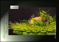 www.floristic.ru - .  