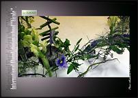 www.floristic.ru - .  