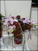 www.floristic.ru - . Euroscills.  .