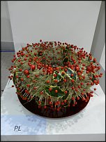 www.floristic.ru - . Euroscills.  .