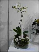 www.floristic.ru - . Euroscills.  .